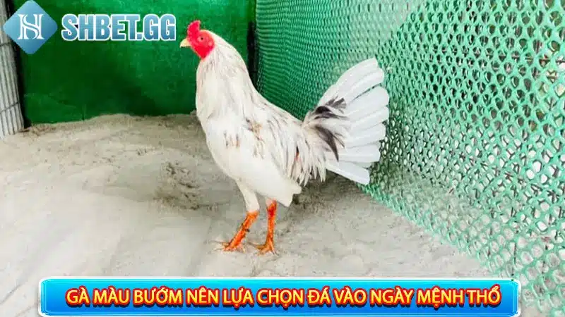 Gà Bướm Đá Ngày Nào Tốt? Giải Đáp 7+ Thắc Mắc Về Gà Bướm 4 Gà bướm đá ngày nào tốt để bách phát bách trúng?